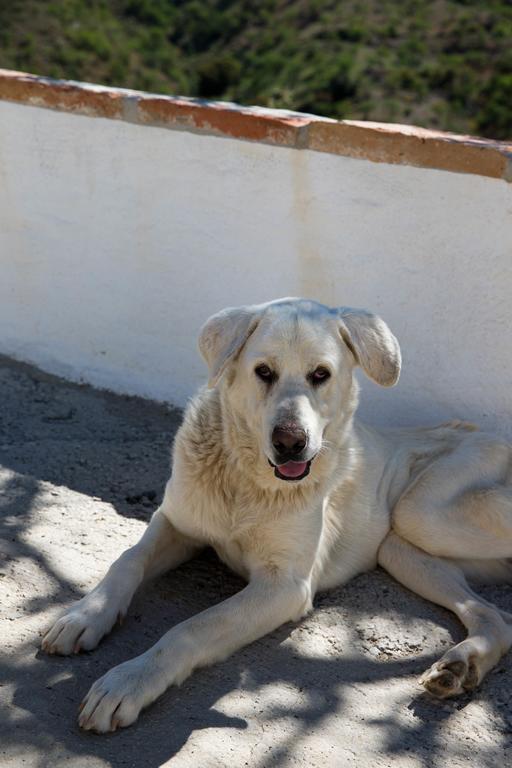 Гостевой дом Cortijo Juan Salvador Олиас Экстерьер фото